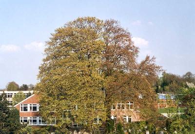 Blick vom Mühlenberg auf die Schule