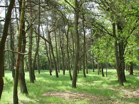 Wald im Feriengebiet