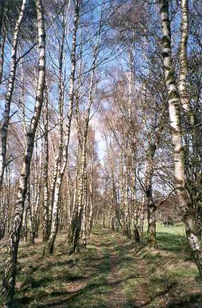 Lane at Hesingen